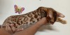 Female Bengal cat